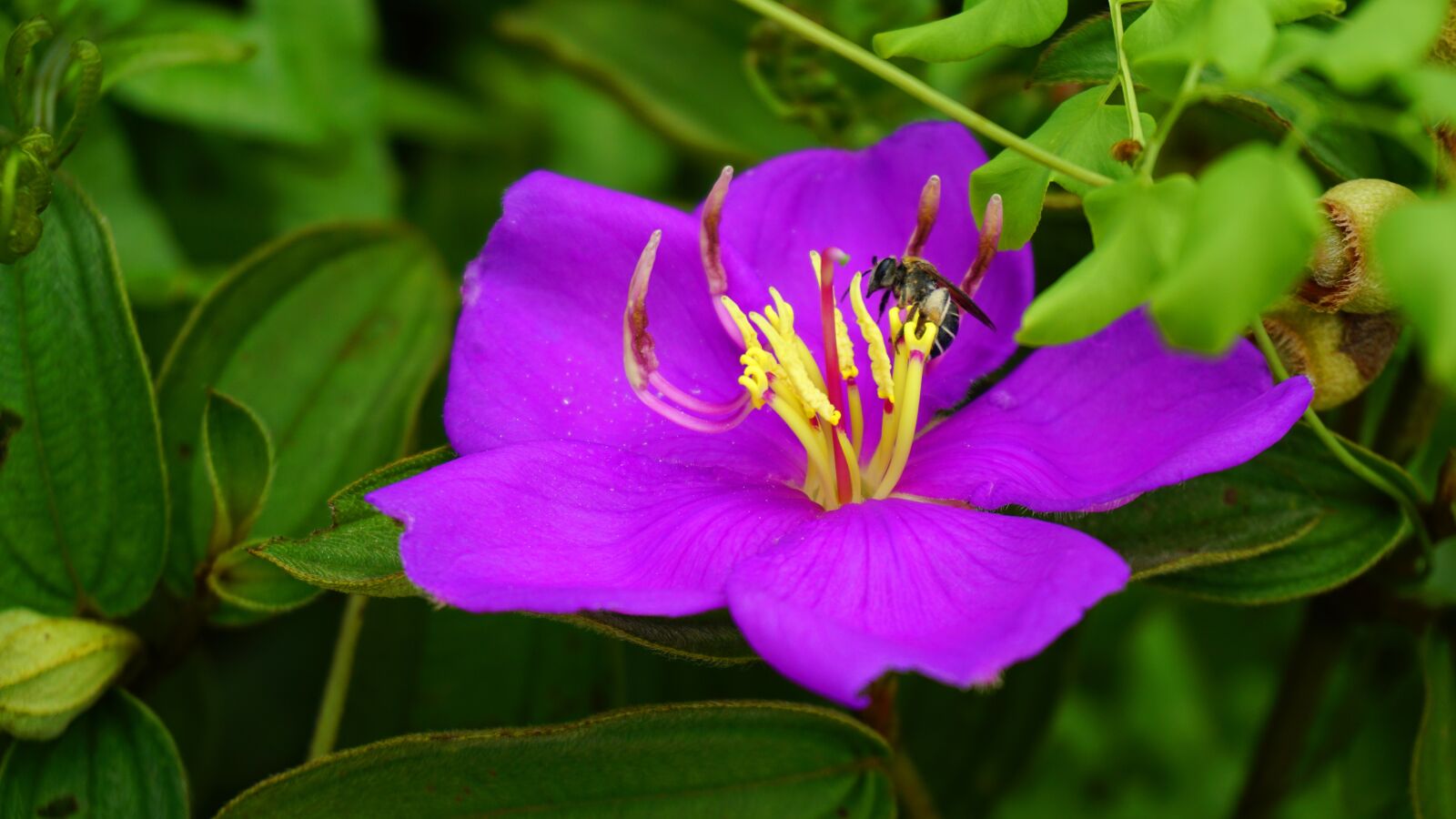 Sony a6000 sample photo. Flower, bloom, bee photography