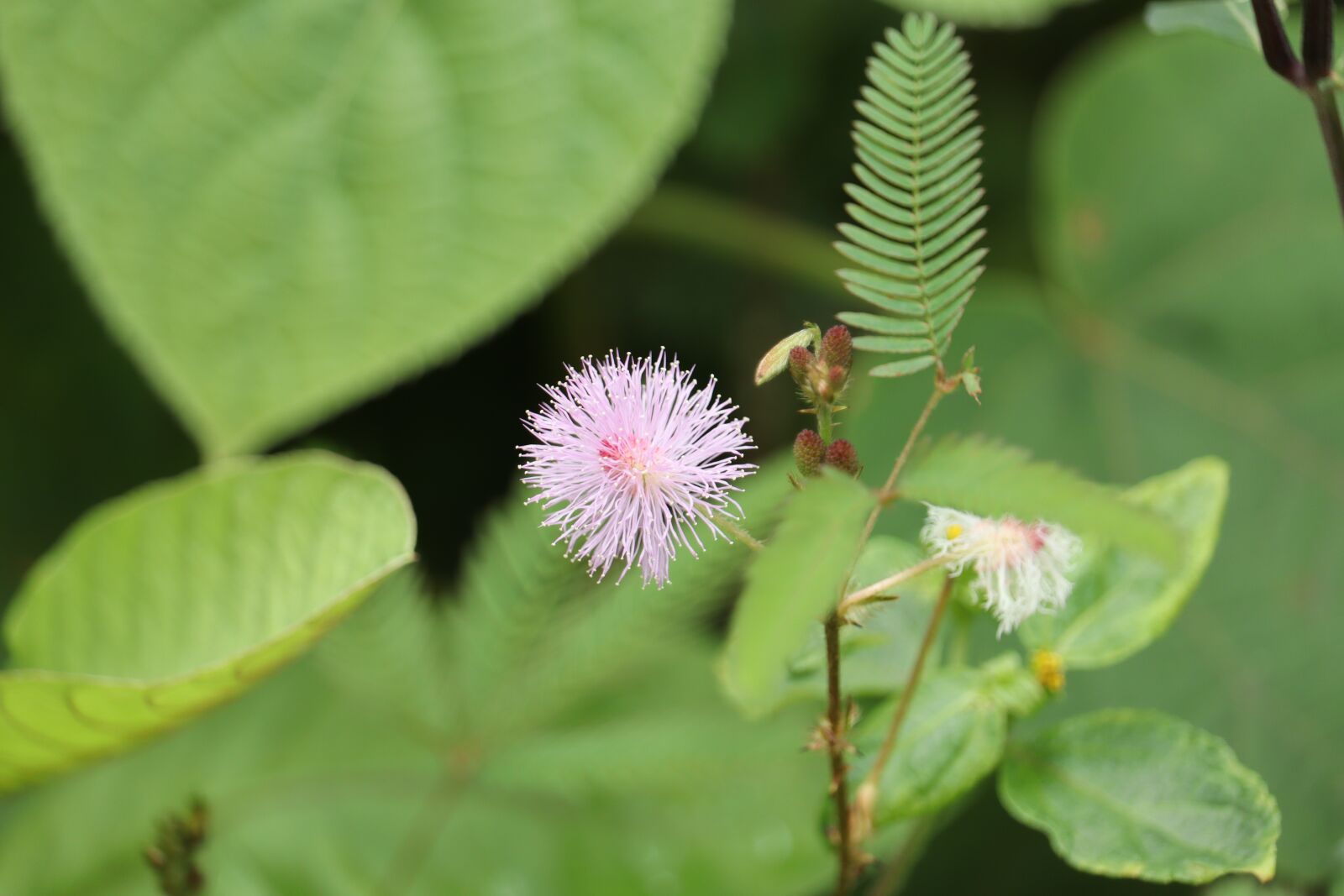 Canon EOS 250D (EOS Rebel SL3 / EOS Kiss X10 / EOS 200D II) sample photo. Flower, green, plants photography