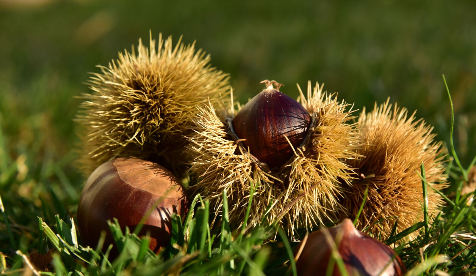 Nikon D750 sample photo. Chestnut, autumn, fruit photography