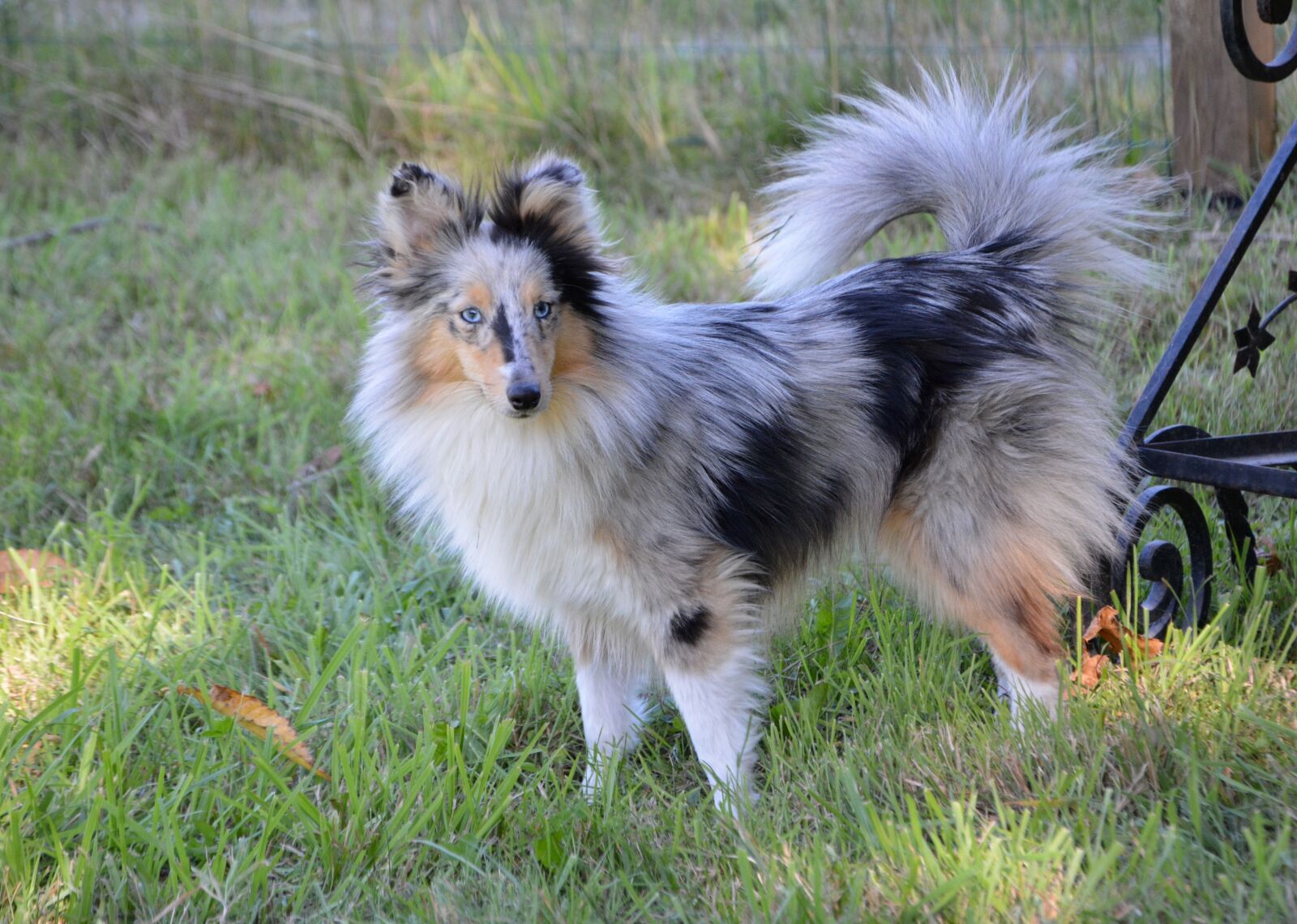 Nikon D5200 sample photo. Dog, bitch, bitch nobility photography