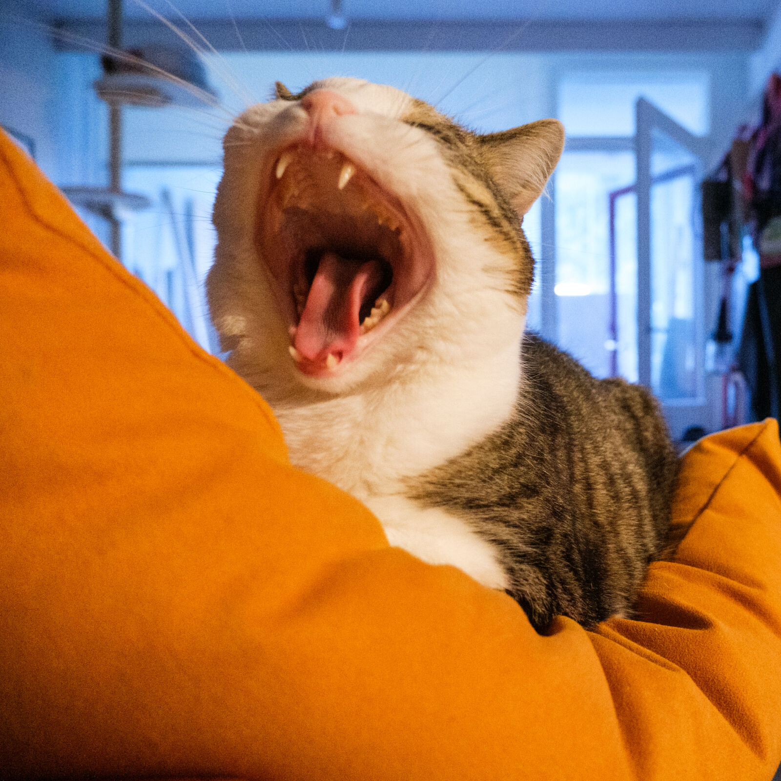 Fujifilm X-S20 sample photo. Yawning cat photography