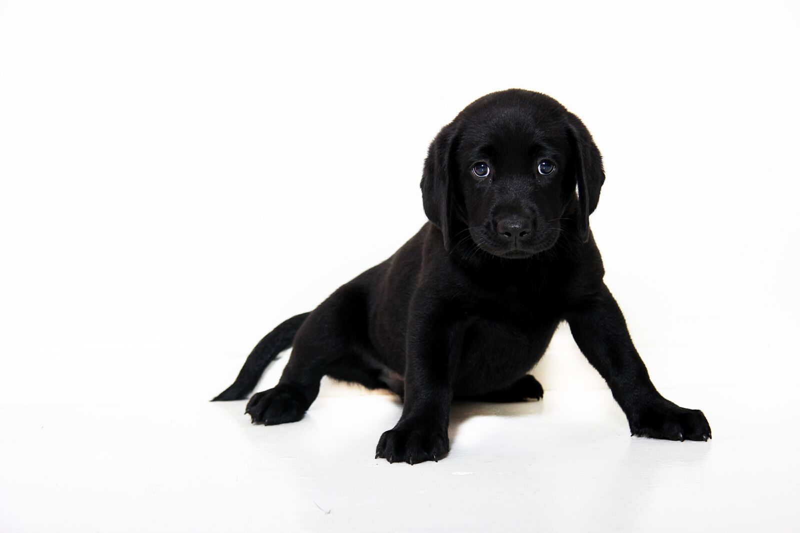 Canon EOS 550D (EOS Rebel T2i / EOS Kiss X4) sample photo. Black, dog, pup photography