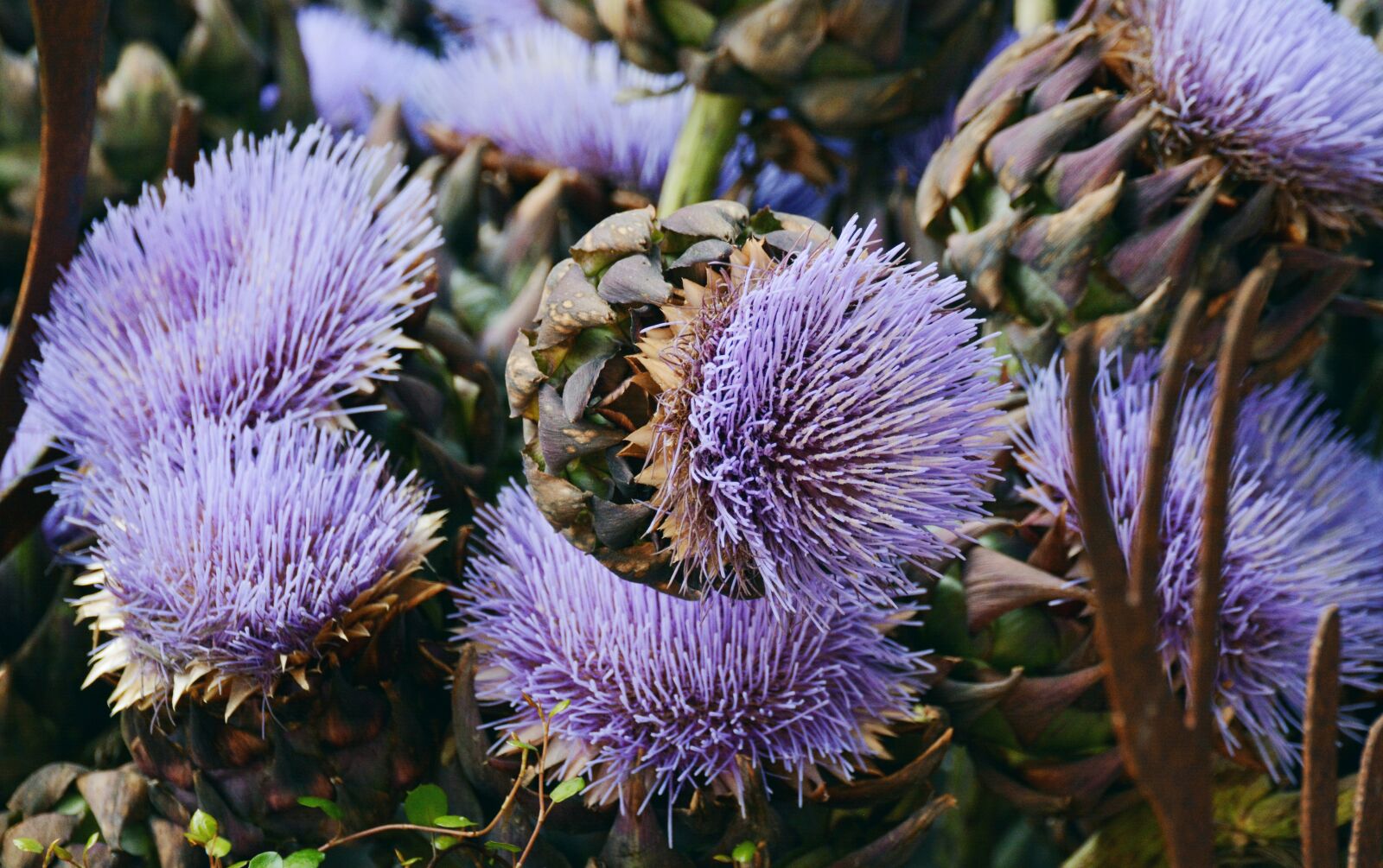 Nikon D5200 sample photo. Artichokes, artichoke flower, artichoke photography