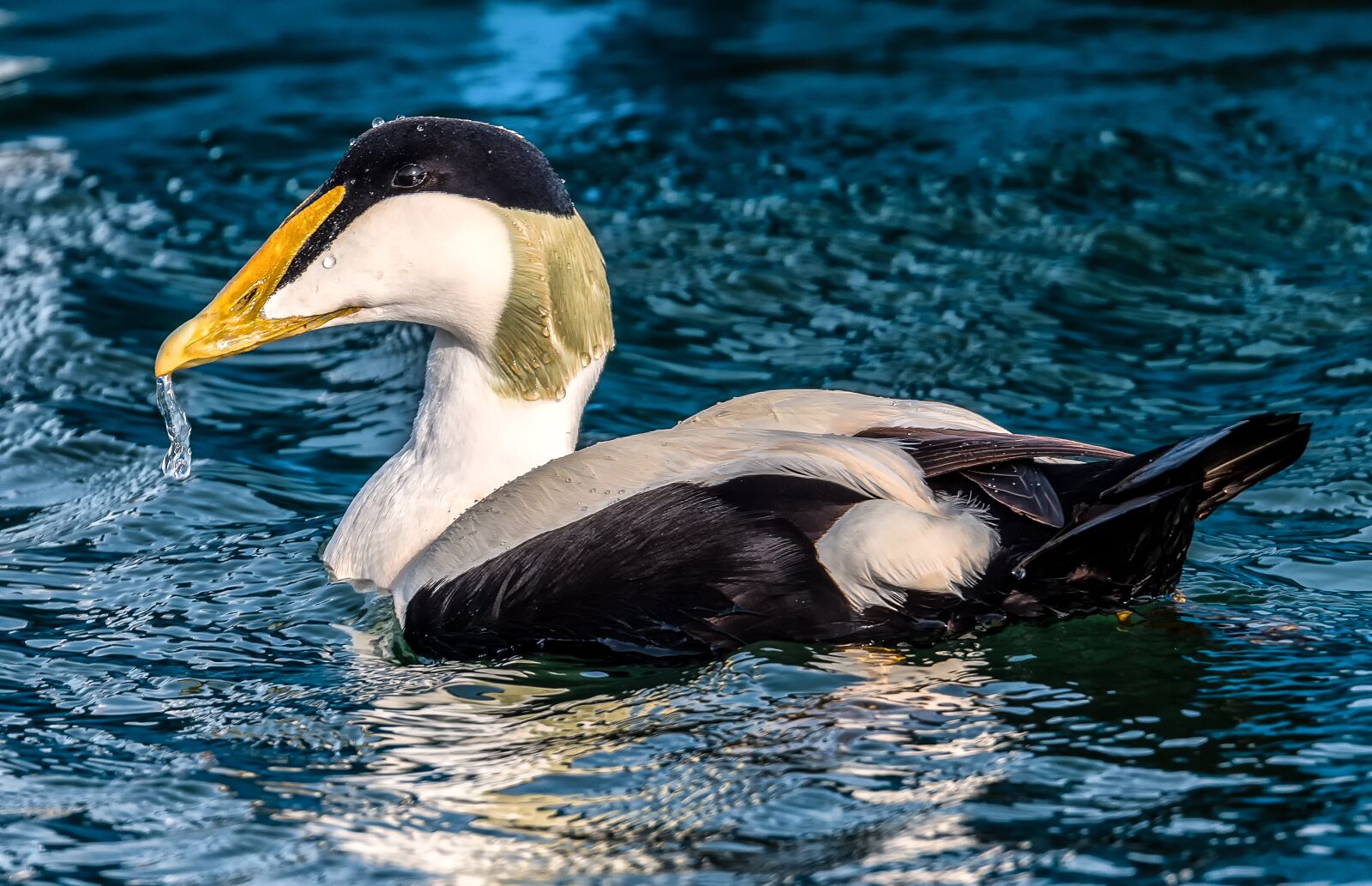Nikon D750 sample photo. Bird, common eider, seabirds photography