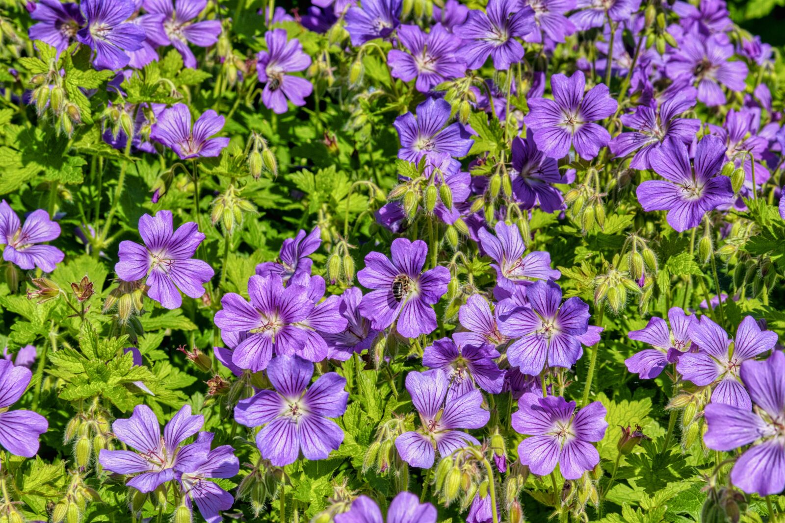 Nikon D7500 sample photo. Grand geranium, cranesbill, blossom photography
