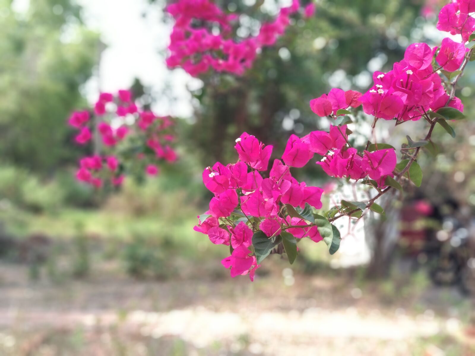 Xiaomi Mi A1 sample photo. Paper flower, the garden photography