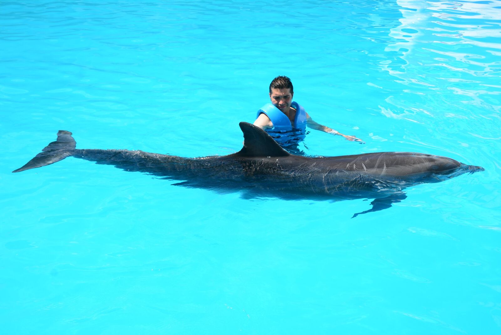 Nikon D5200 sample photo. Dolphins, marine life, fish photography
