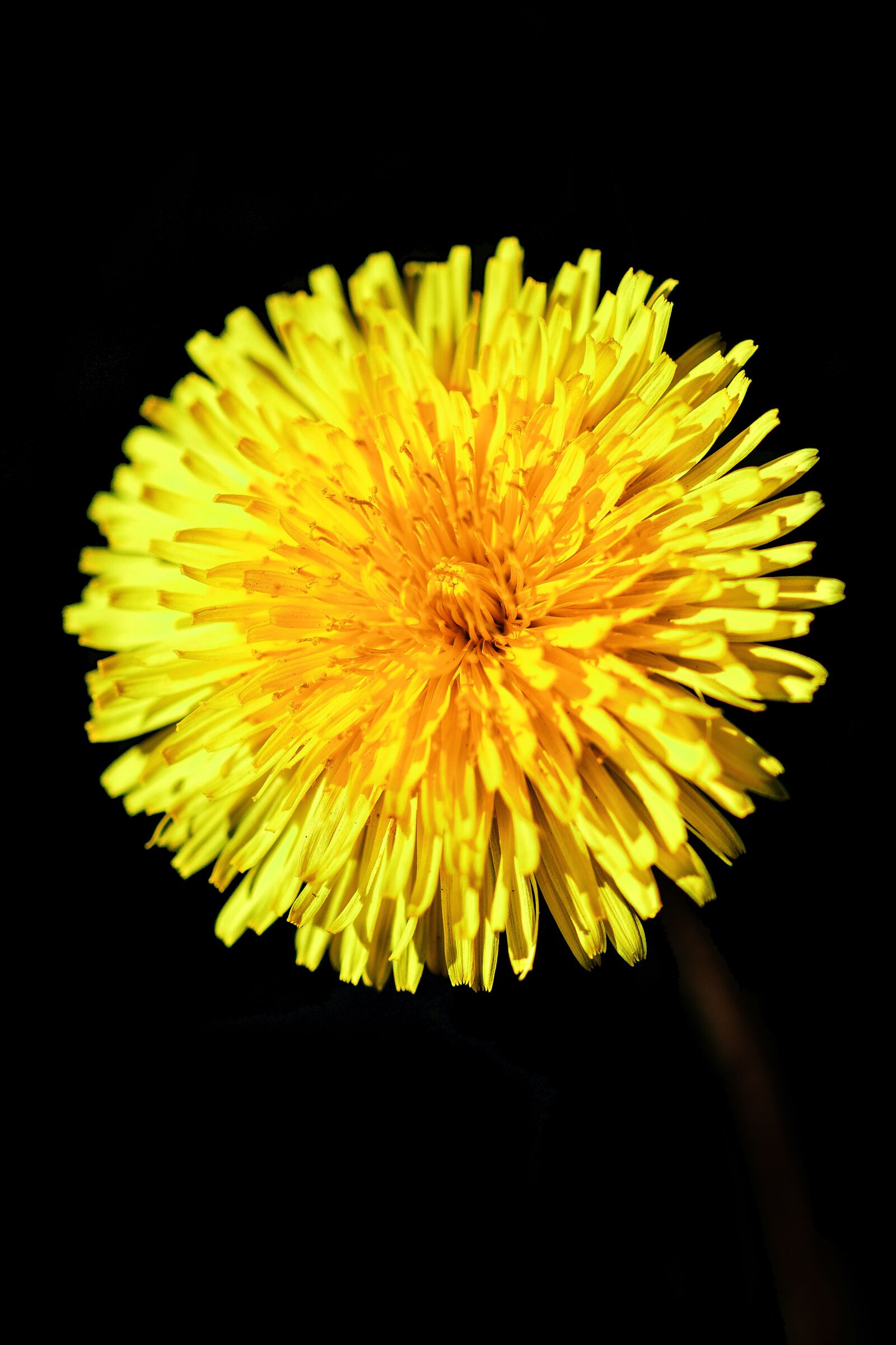 Nikon D5200 sample photo. Dandelion, yellow, nature photography