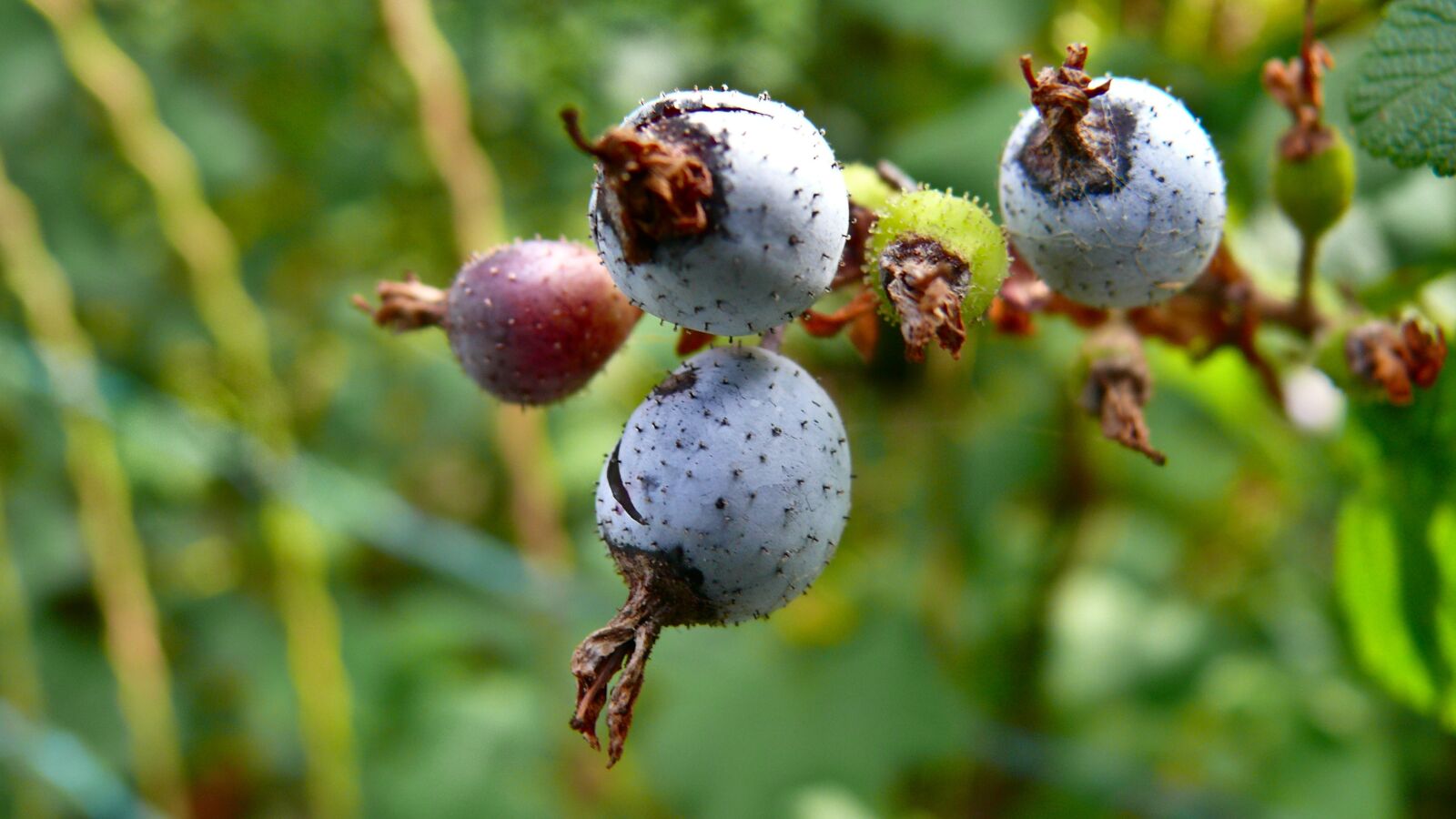 Panasonic DMC-FZ50 sample photo. Bay, nature, berries photography