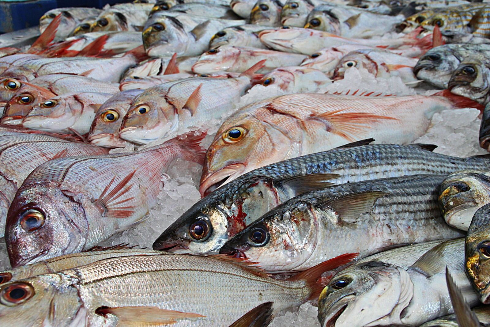 Canon EOS 500D (EOS Rebel T1i / EOS Kiss X3) sample photo. Fish, fishing, traditional fishing photography