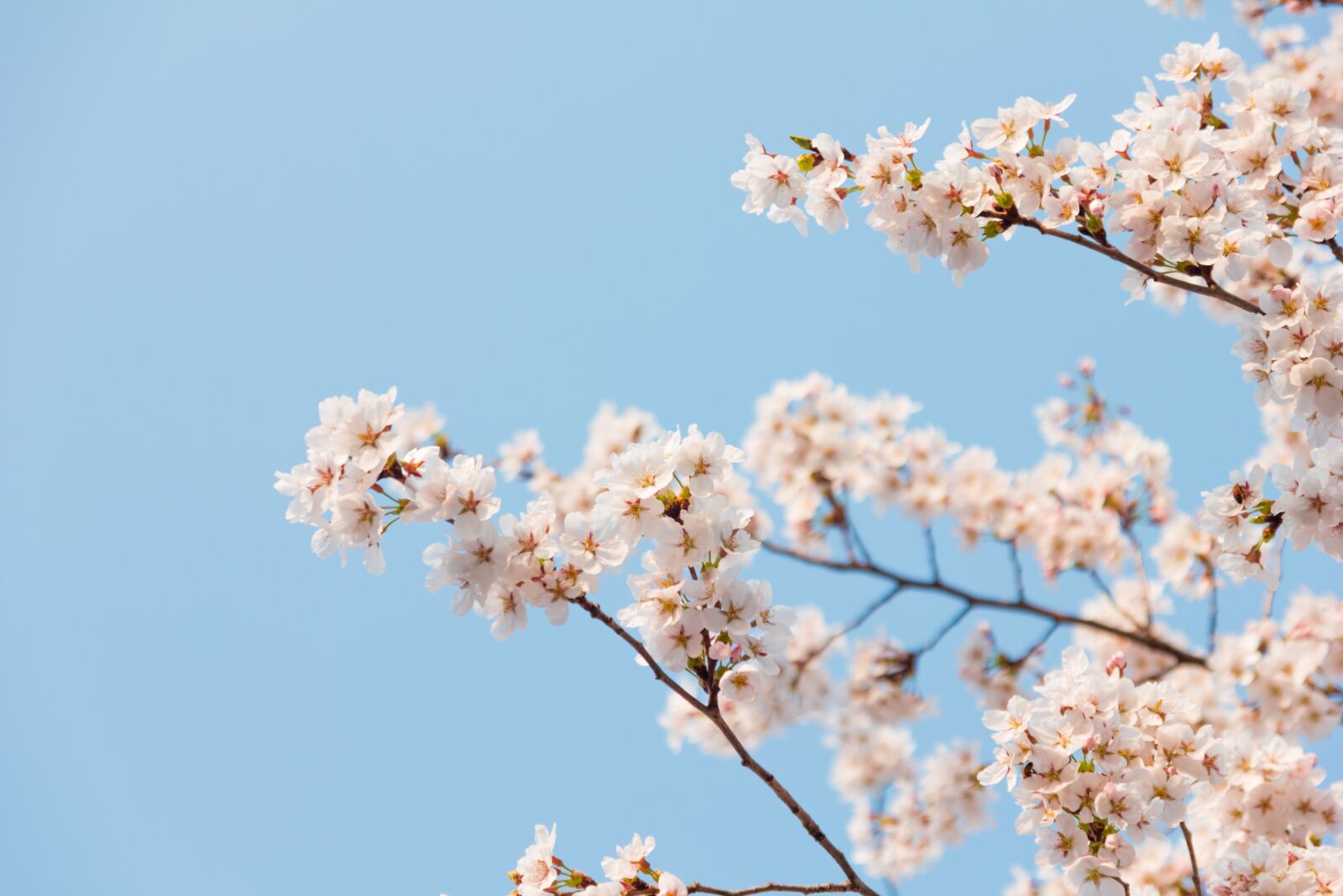 Canon EOS 550D (EOS Rebel T2i / EOS Kiss X4) sample photo. Season, wood, blue sky photography