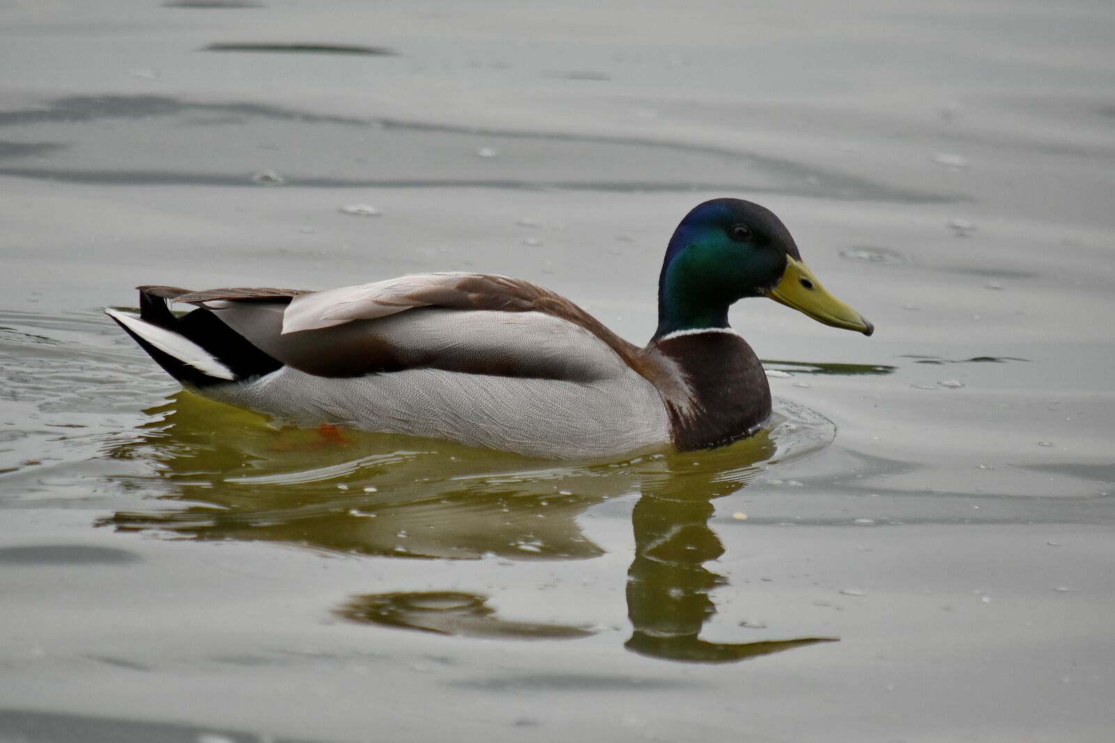 Nikon D5500 sample photo. Colorful, mallard, water, feather photography