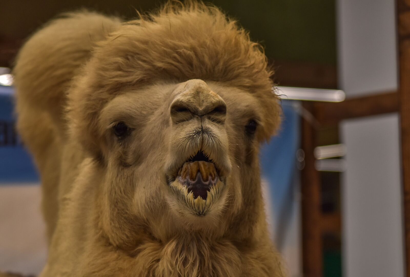 Nikon D5500 sample photo. Camel, jolly, funny photography