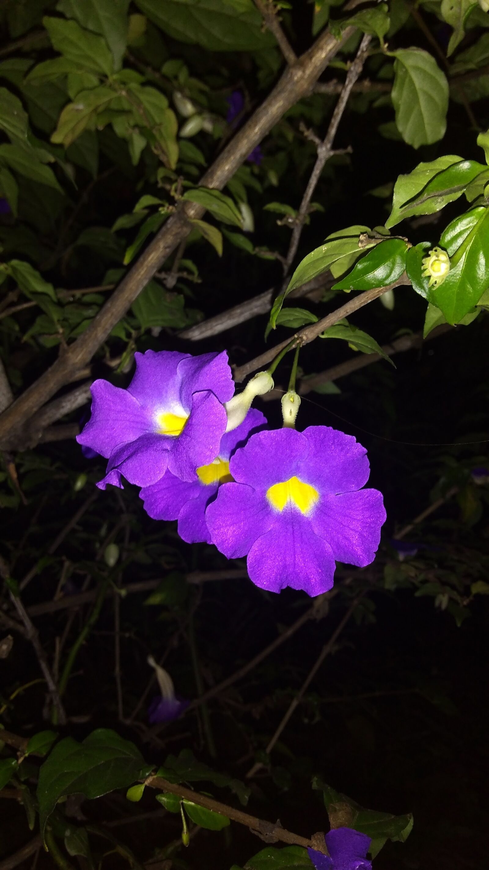 Motorola Moto G Play sample photo. Flower rock, delicate, goggles photography