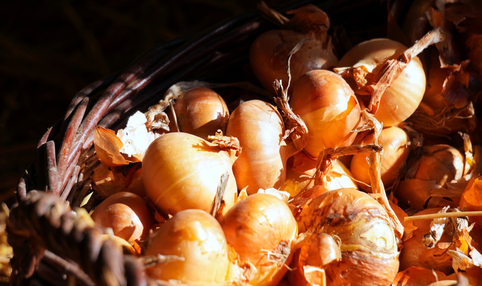 Sony E 55-210mm F4.5-6.3 OSS sample photo. Onions, fresh, vegetables photography