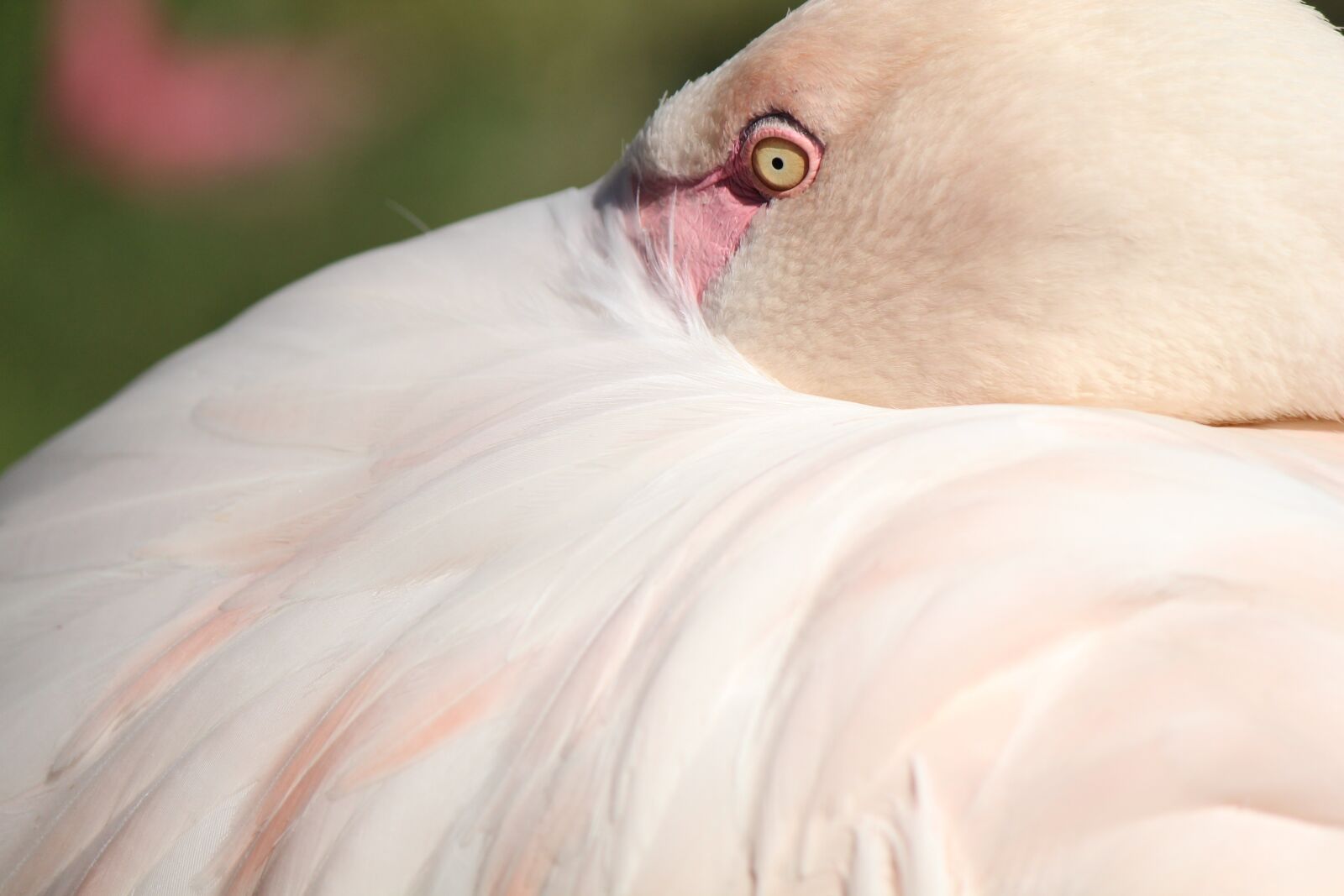 Canon EF-S 55-250mm F4-5.6 IS II sample photo. Flamingo, feather, pink photography