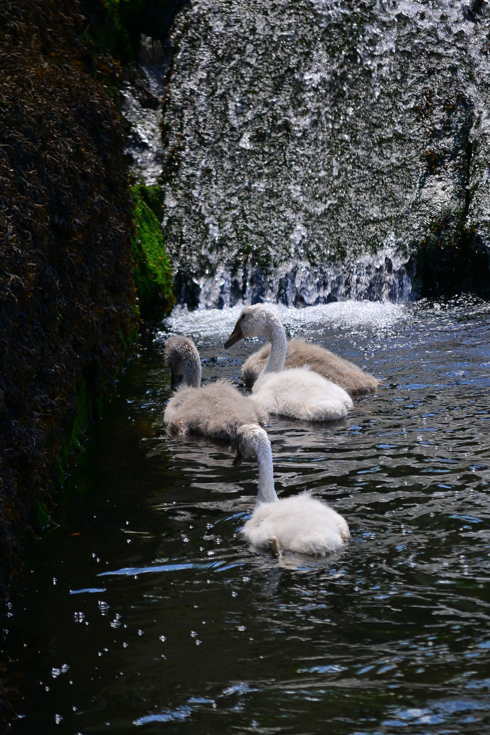 Nikon D3100 sample photo. Swans, water, plumage photography
