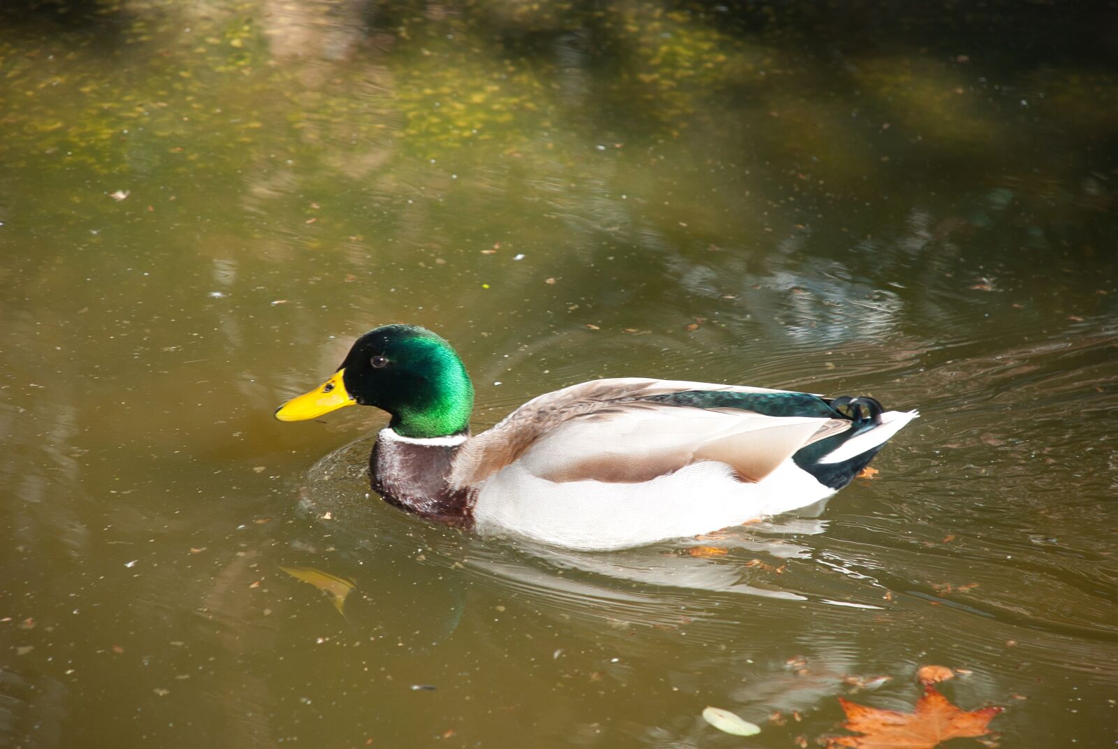 Nikon D80 sample photo. Drake, duck, pond photography