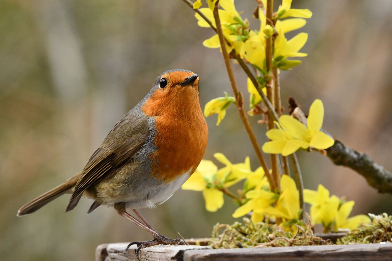Nikon D7500 sample photo. Robin, bird, spring photography