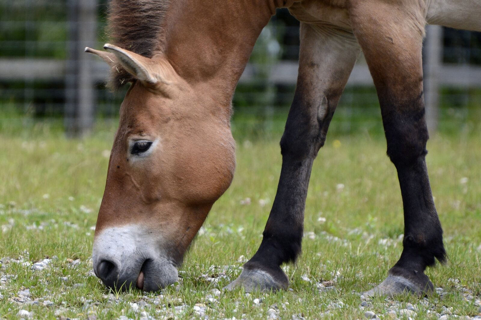 Nikon D7100 sample photo. Przewalski, wild horse, pasture photography