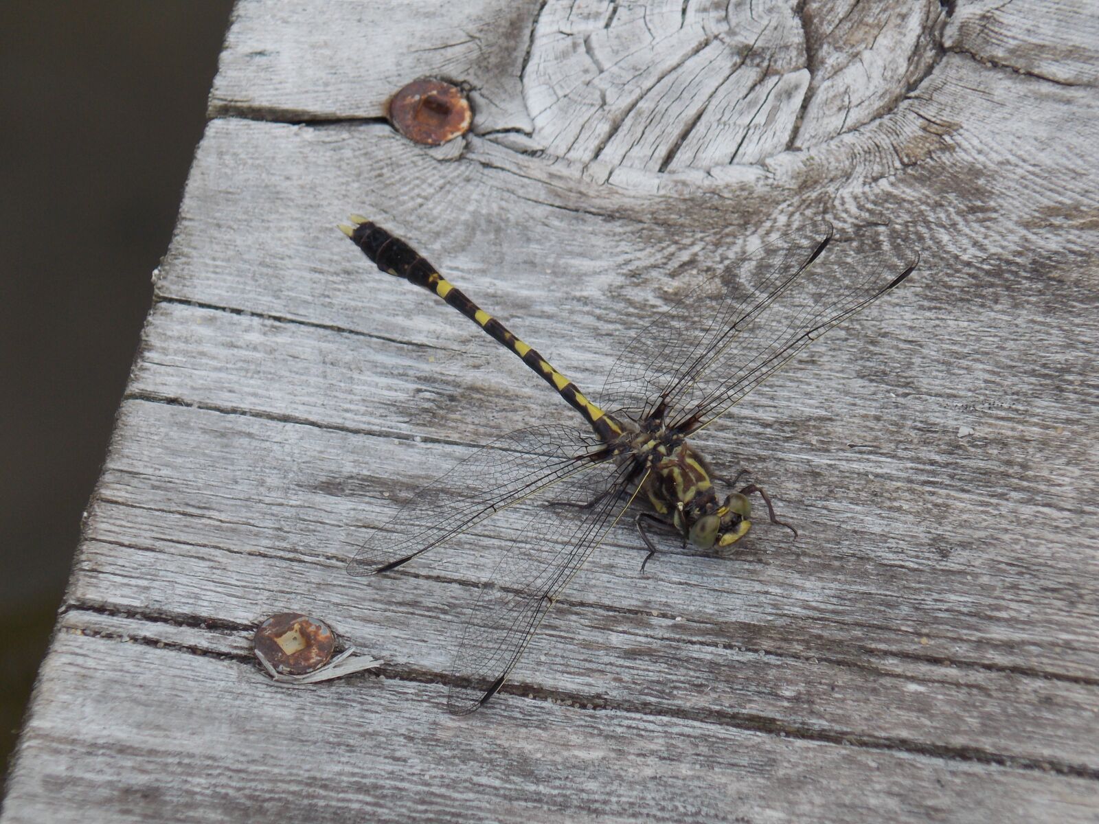 Nikon Coolpix L810 sample photo. Dragonfly, insect, dragonflies photography