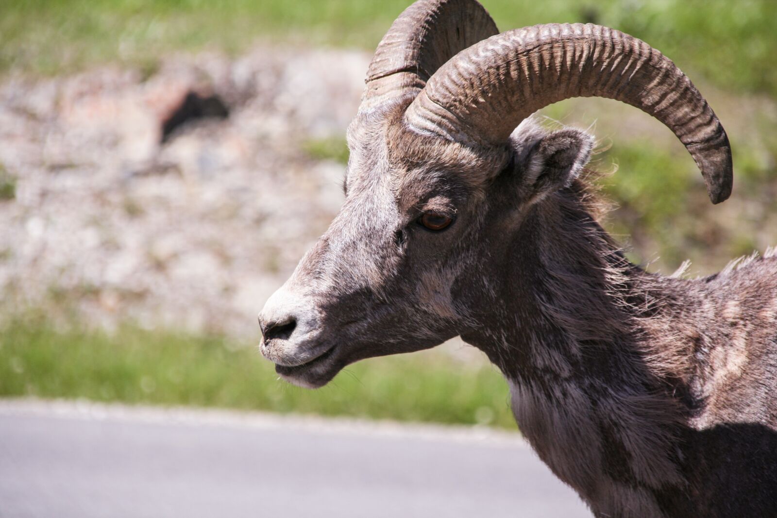 Canon EOS 350D (EOS Digital Rebel XT / EOS Kiss Digital N) sample photo. Bighorn sheep, wildlife, ram photography