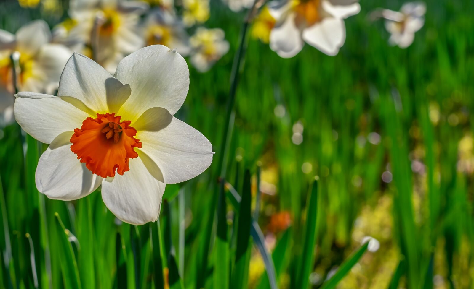 Fujifilm X-T10 + Fujifilm XF 35mm F1.4 R sample photo. Daffodil, flower, plant photography