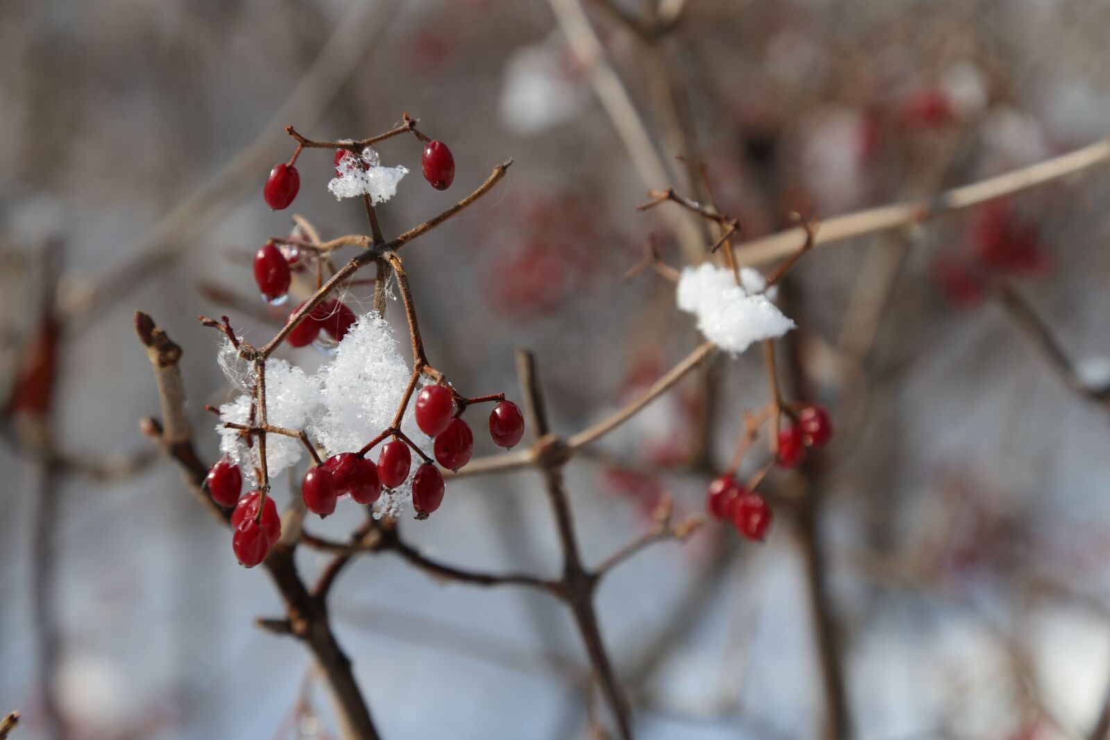 Canon EOS 6D + Canon EF 24-105mm F4L IS USM sample photo. Fruit, snow, ice photography
