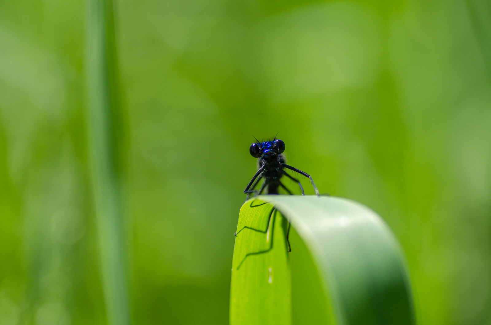 Nikon D5100 sample photo. Bug, close, up, damselfly photography