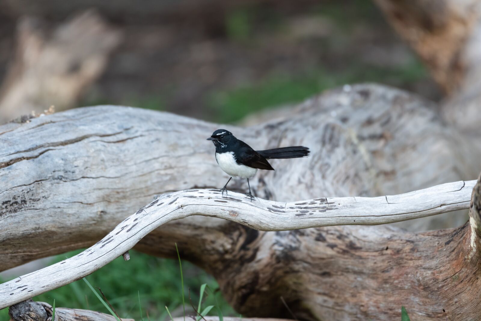 Nikon D750 sample photo. Willie wagtail, willy wagtail photography