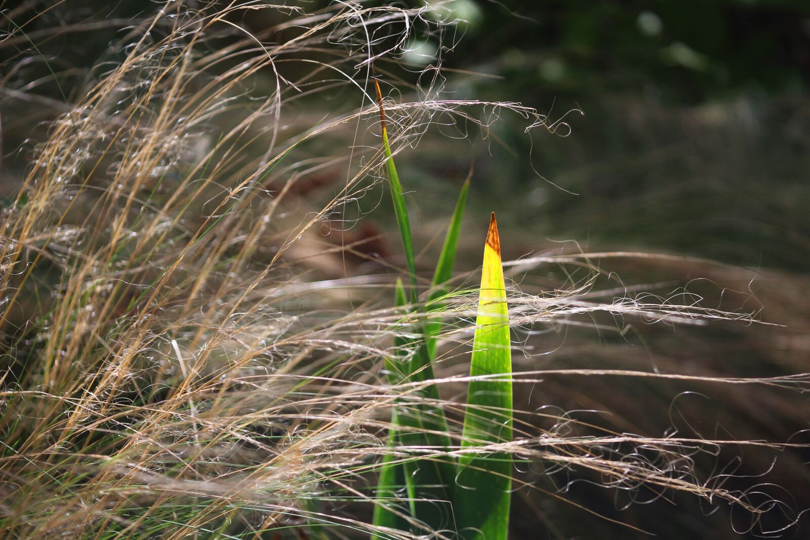 Canon EOS 1200D (EOS Rebel T5 / EOS Kiss X70 / EOS Hi) sample photo. Grass, sunny, mood photography
