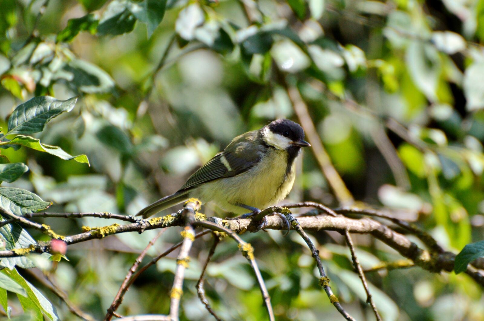 Nikon D3200 sample photo. Tit, bird, songbird photography