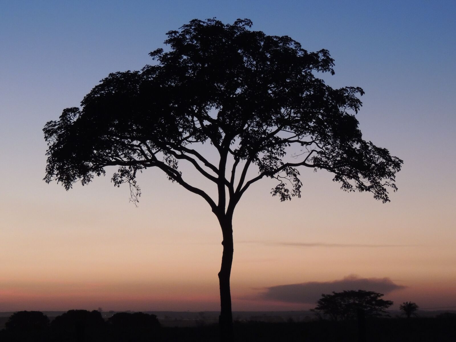 Nikon Coolpix P510 sample photo. Tree, dusk, twilight photography