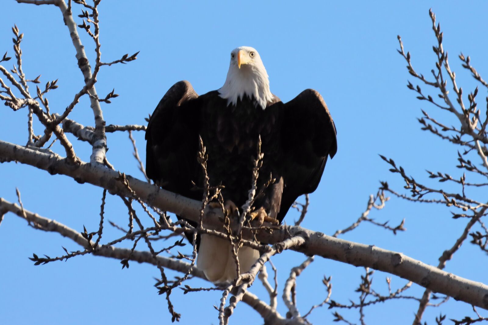 150-600mm F5-6.3 DG OS HSM | Contemporary 015 sample photo. Eagle, bird, raptor photography