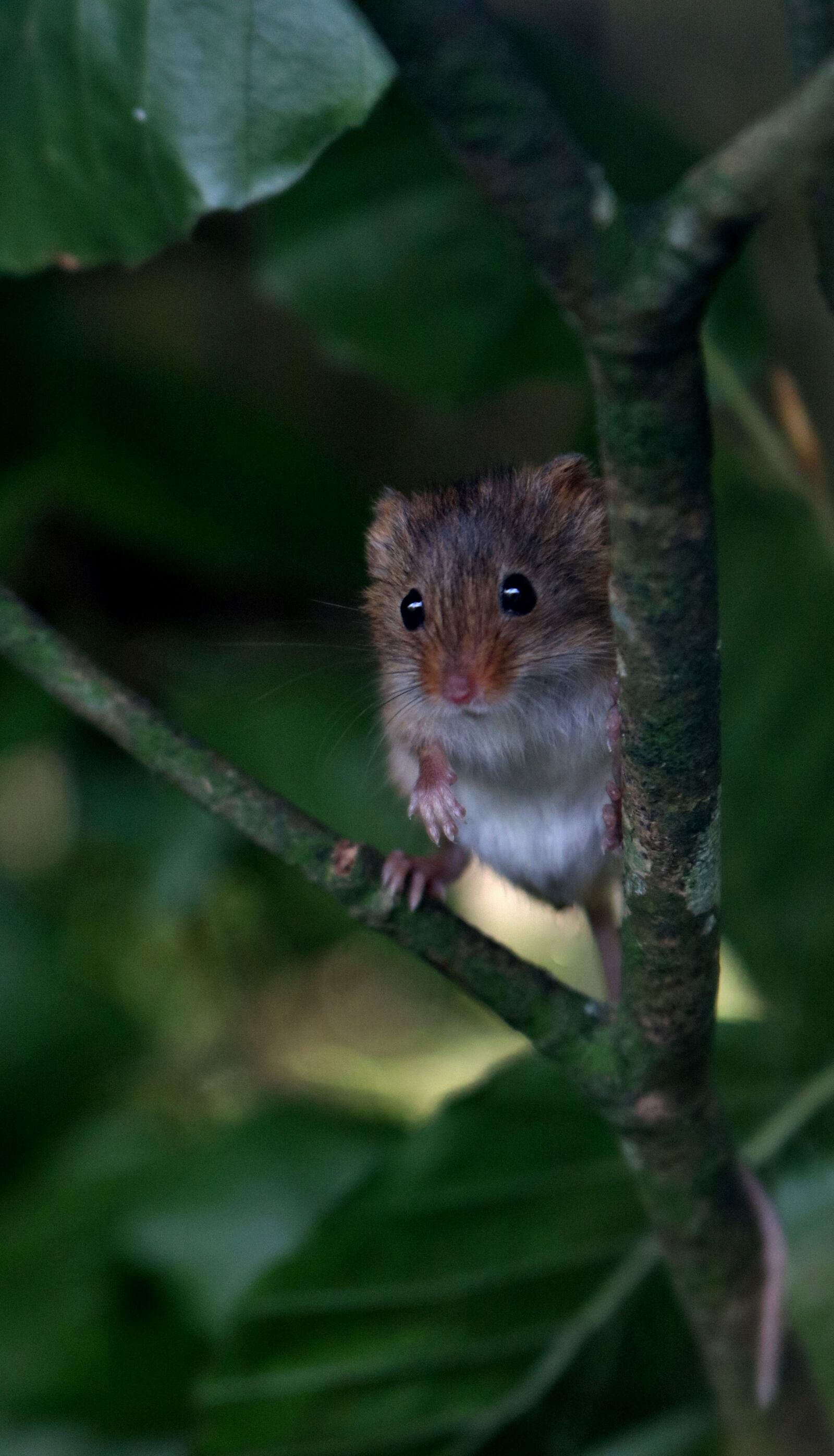 Canon EOS 750D (EOS Rebel T6i / EOS Kiss X8i) sample photo. Harvest mouse, mouse, harvest photography