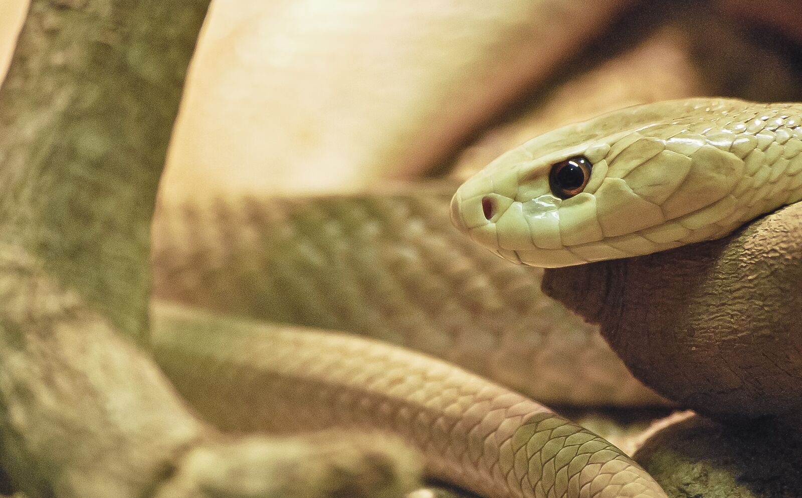 Nikon D60 sample photo. Snake, wildlife, reptile photography