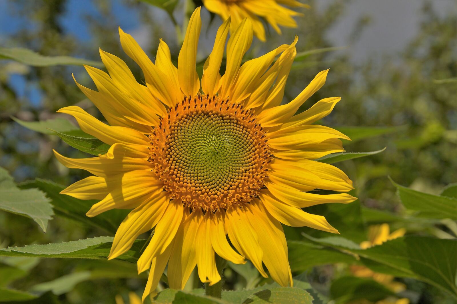 Sony SLT-A58 sample photo. Sunflower, flower, target photography
