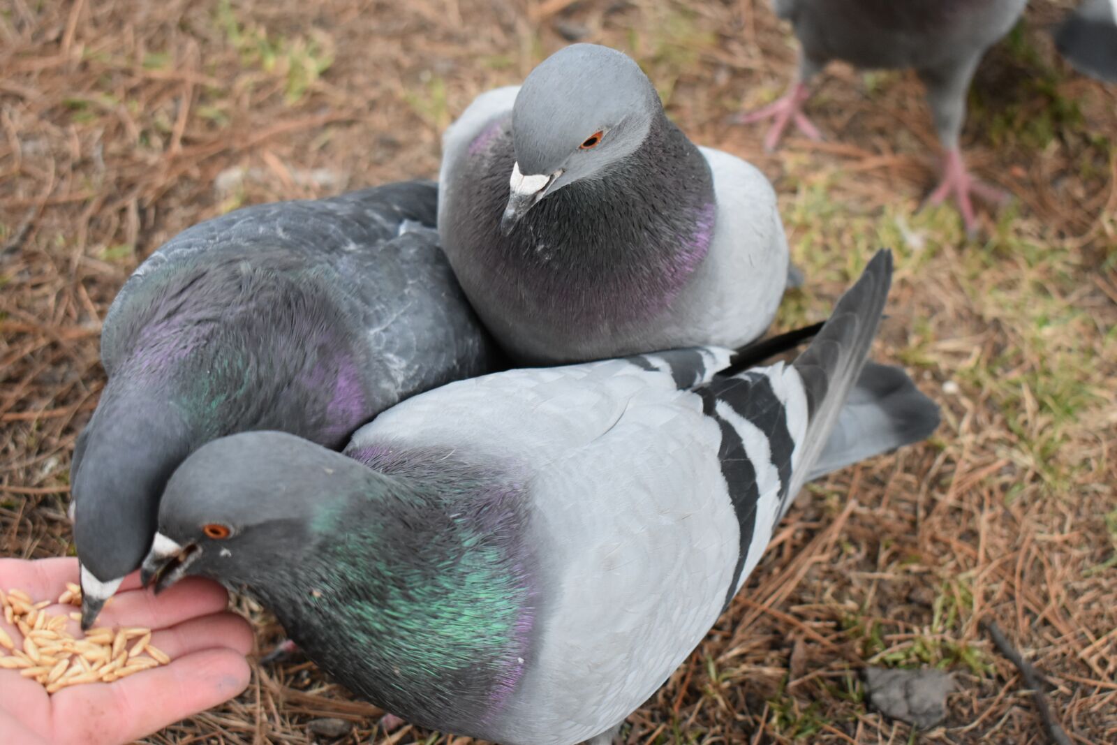 Nikon D5600 sample photo. Pigeons, feeding, grey photography