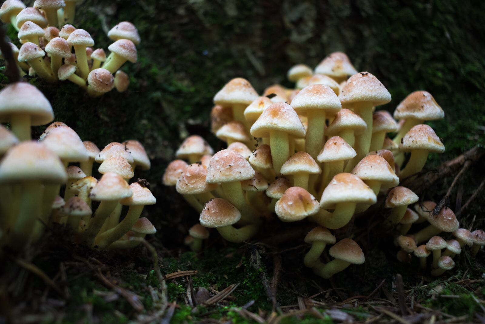 Canon EOS 80D sample photo. Forest, mushroom, mushroom picking photography