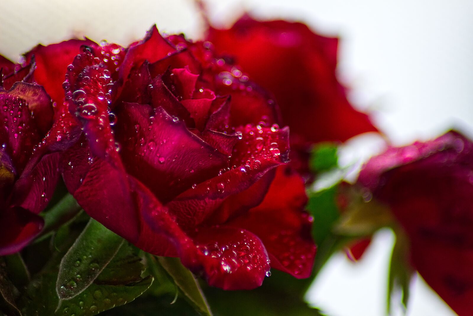 Canon EOS 100D (EOS Rebel SL1 / EOS Kiss X7) sample photo. Roses, raindrop, give photography