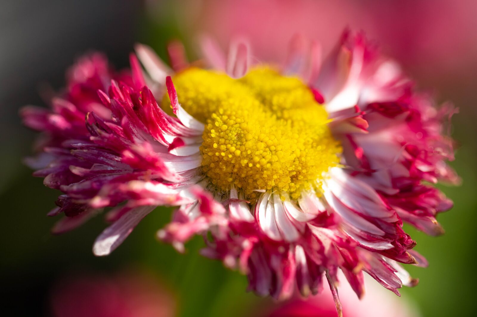 Canon EF 100mm F2.8L Macro IS USM sample photo. Daisy, nature, flower photography
