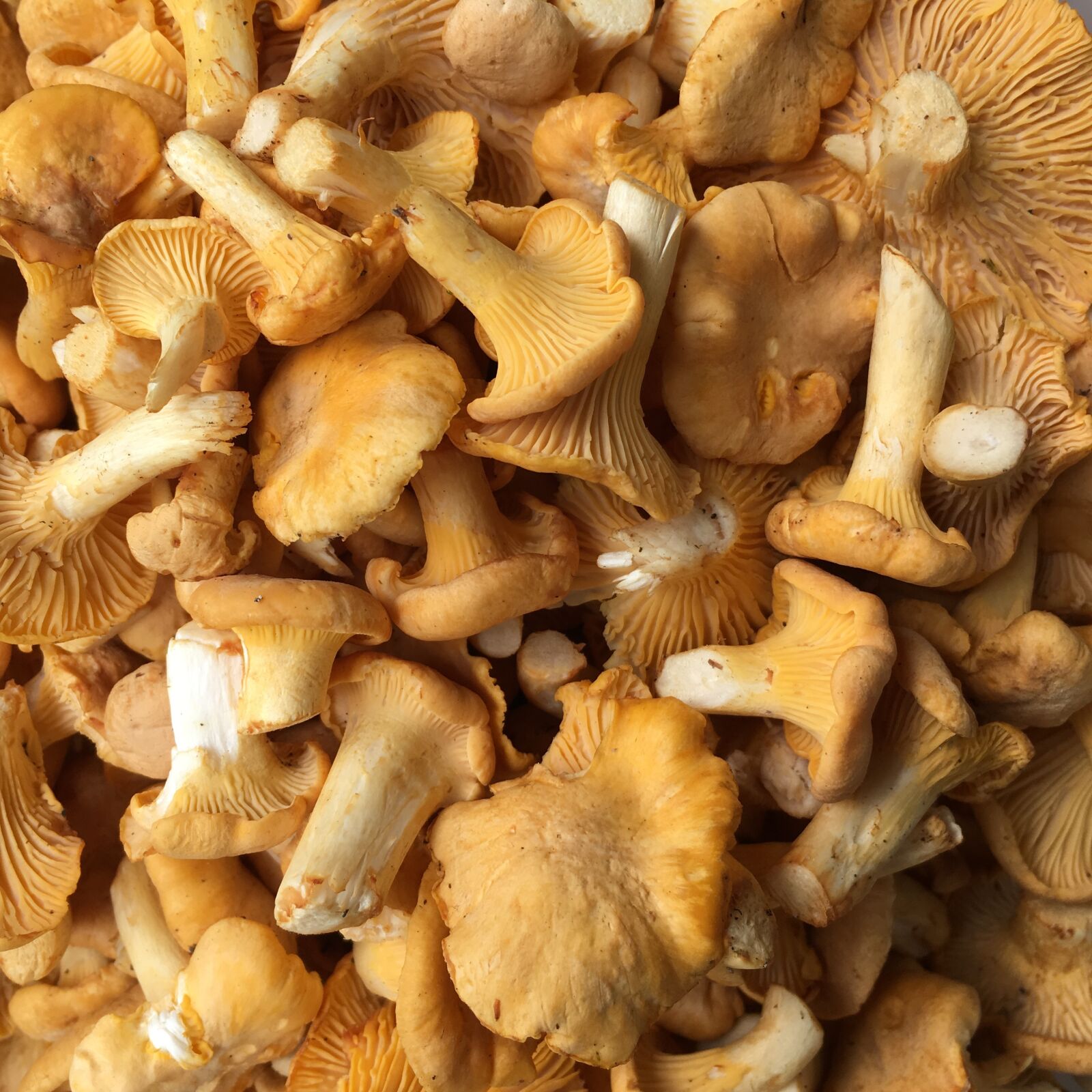 Apple iPhone 6s sample photo. Mushroom, rac, chanterelle photography