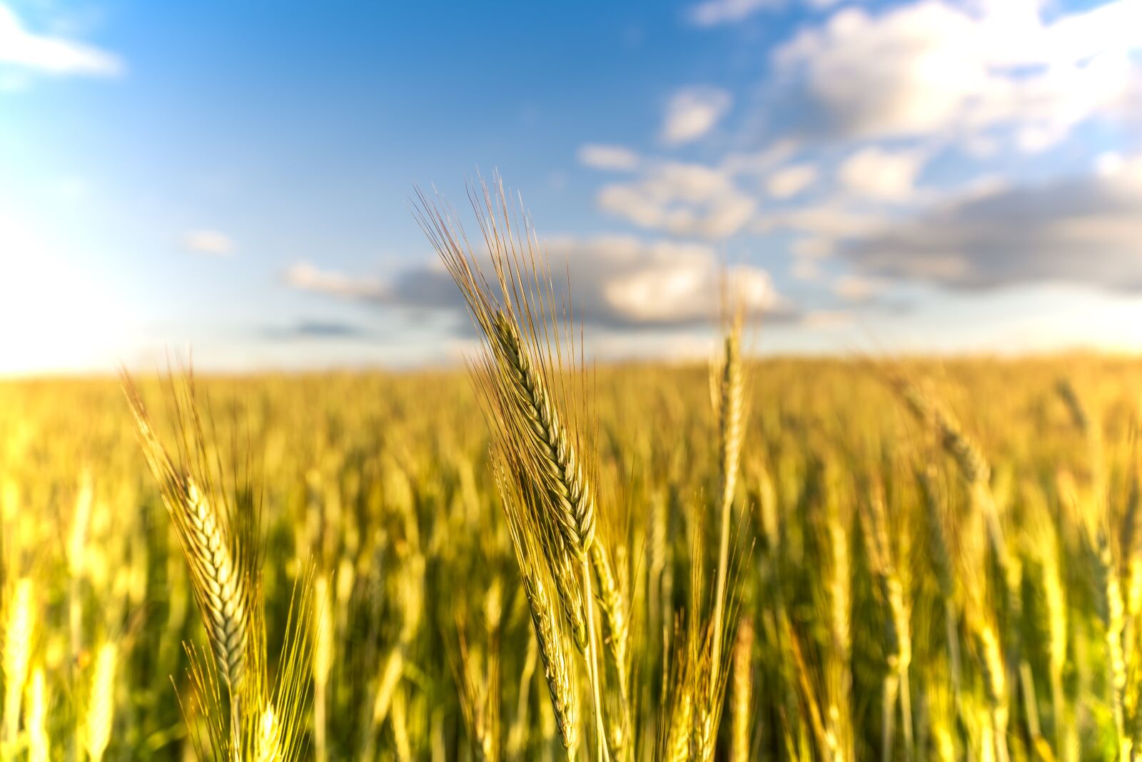 Tamron SP 24-70mm F2.8 Di VC USD sample photo. Summer, wheat, fields photography