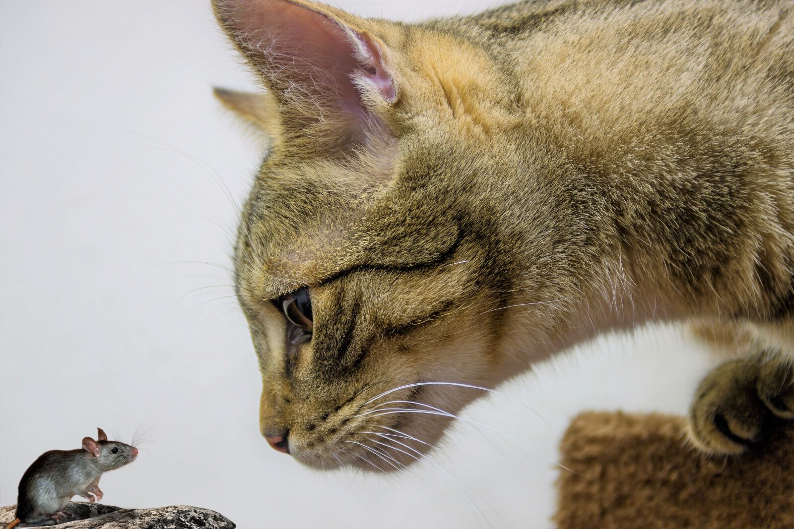 Canon EOS 600D (Rebel EOS T3i / EOS Kiss X5) sample photo. Cat, european shorthair, race photography