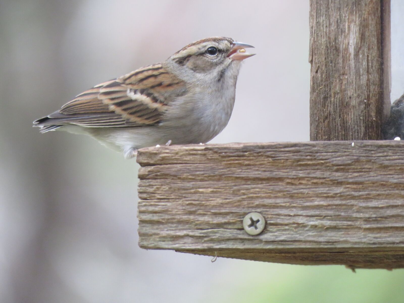 Canon PowerShot SX60 HS sample photo. Bird, cute, wildlife photography