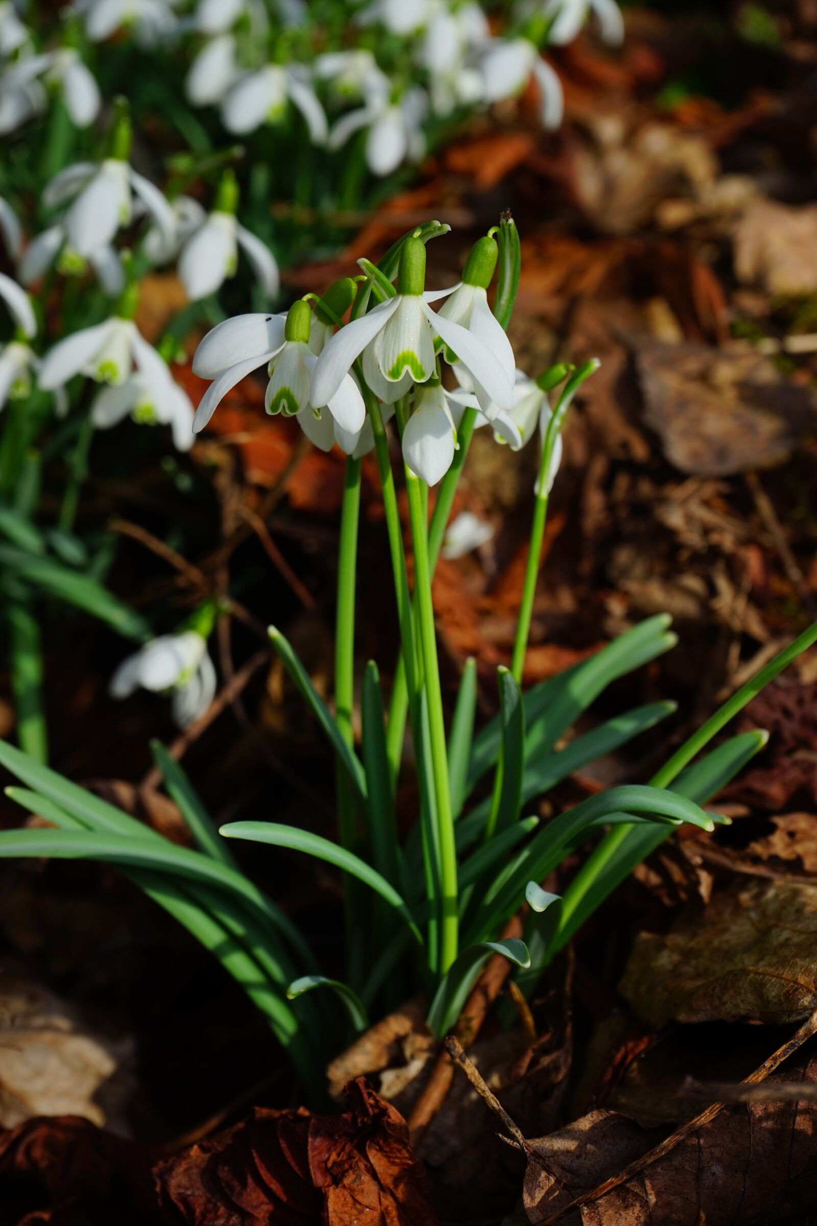 Sony a7 + Sony FE 28-70mm F3.5-5.6 OSS sample photo. Snowdrop, blossom, bloom photography
