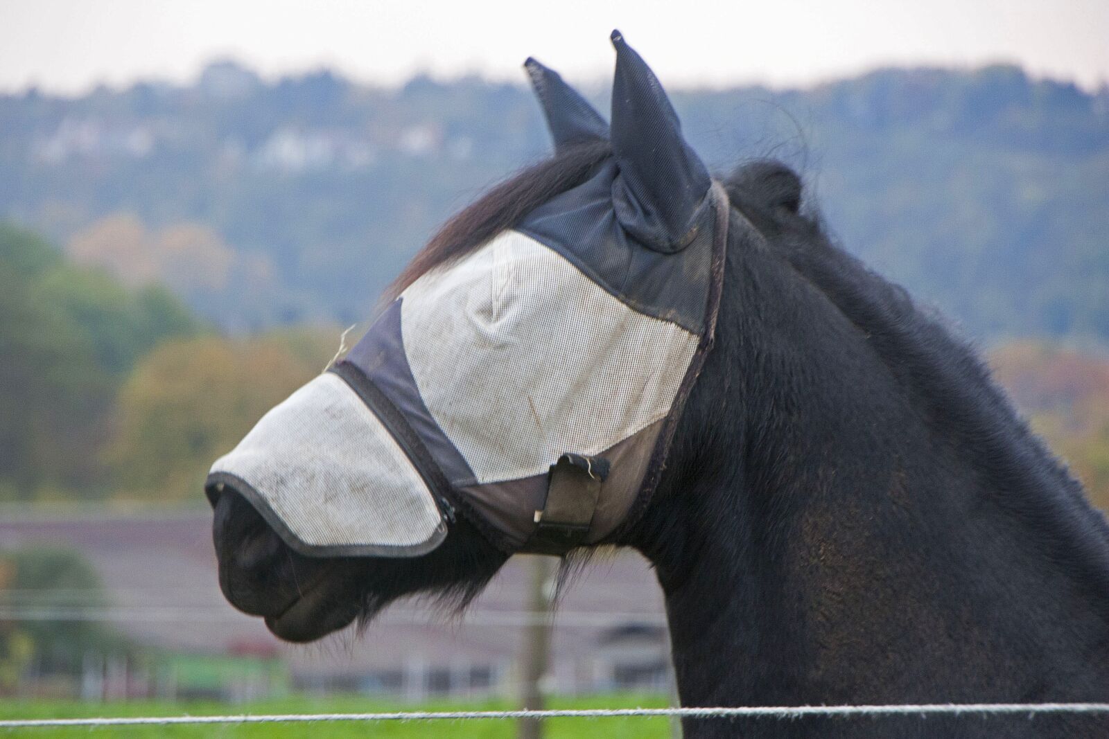 Canon EOS 450D (EOS Rebel XSi / EOS Kiss X2) sample photo. Horse, scheu, eye protection photography