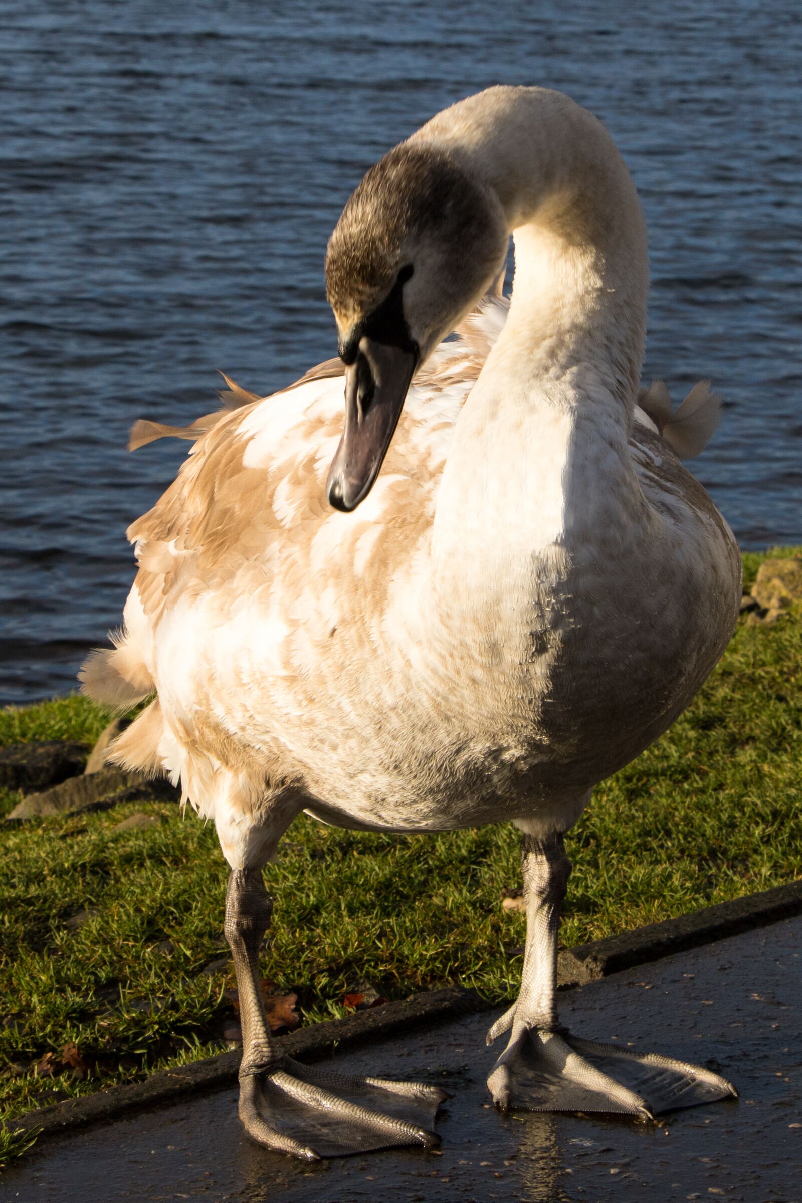 Canon EOS 750D (EOS Rebel T6i / EOS Kiss X8i) sample photo. Swan, ugly, lake photography