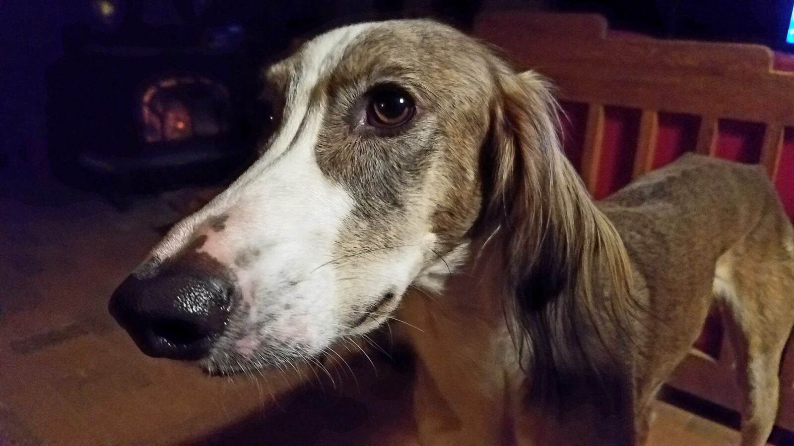 Samsung Galaxy S7 sample photo. Dogs, saluki, pet photography