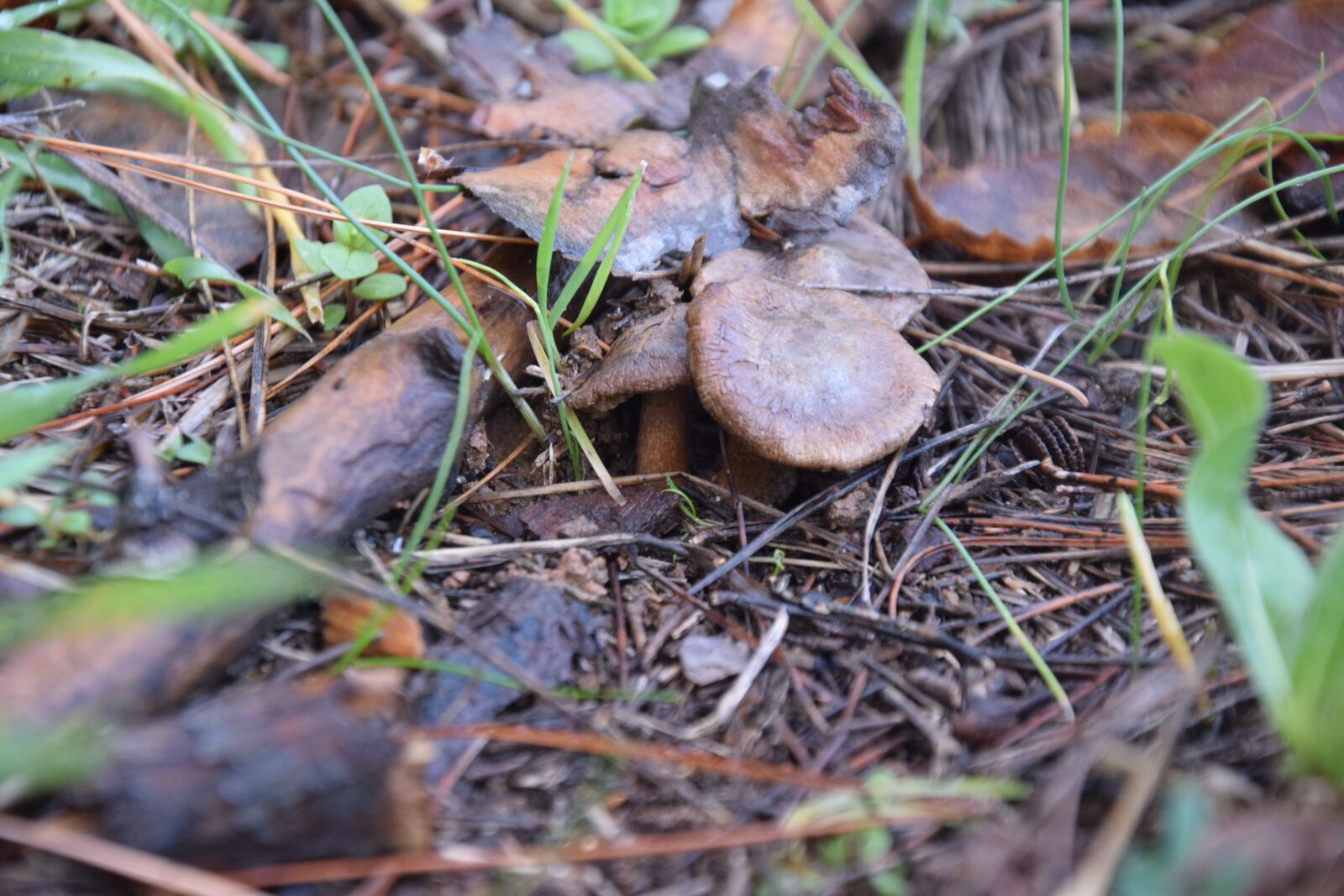 Nikon D3300 sample photo. Earth, mushroom, forest photography